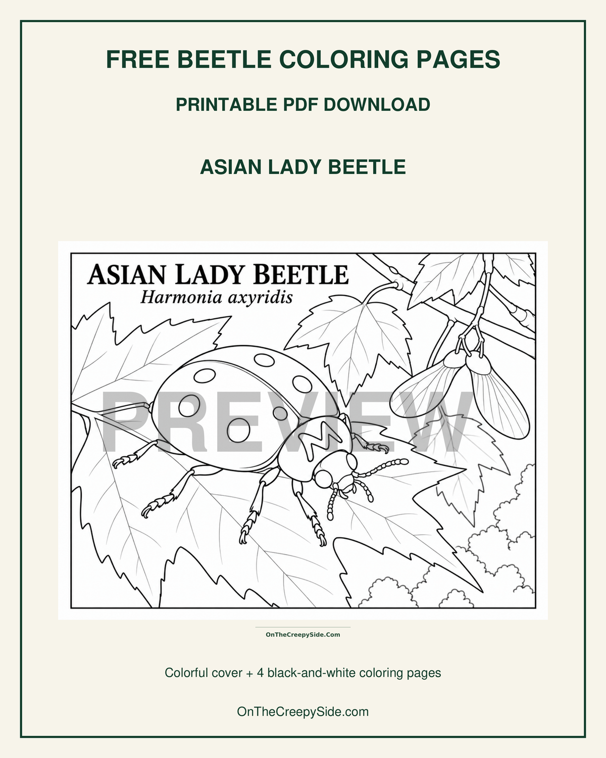 FREE Beetle Coloring Pages | 5-Page Printable PDF Download | Ladybugs, Firefly & Japanese Beetle