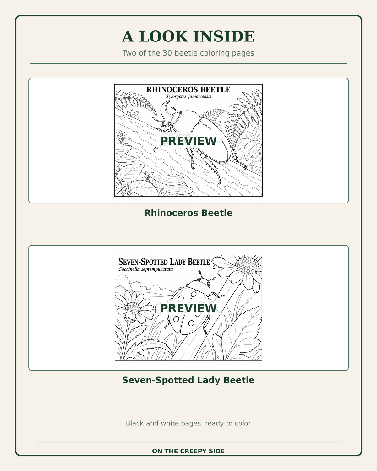 An inside look preview page showing two black-and-white beetle coloring page previews: a Rhinoceros Beetle and a Seven-Spotted Lady Beetle, with title text and a cream background.