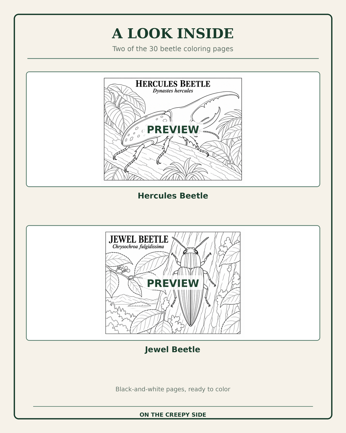 An inside preview page for coloring books showing two black-and-white beetle illustrations with the words PREVIEW and titles Hercules Beetle and Jewel Beetle, under the heading A LOOK INSIDE.