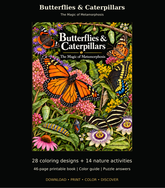Cover: “Butterflies & Caterpillars coloring and activity book cover with colorful butterflies, a caterpillar, and flowers.”
